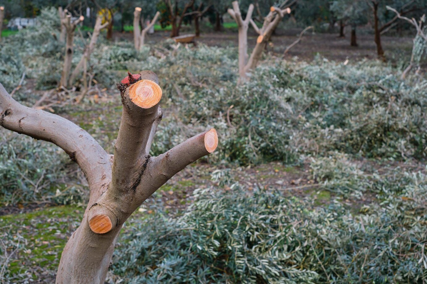 pruning-olive-trees-focus-pruned-olive-trunk-caring-orchard-plantation-fruit-trees-increasing-yields-seasonal-work_166373-3376