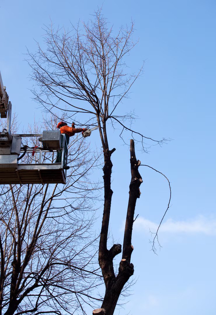 Crane-assisted tree pruning
